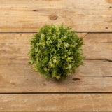 5" Mini Yarrow Fern Ball.