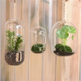 Sol Glass Hanging Terrarium.